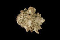 藏品(冠岩螺)的圖片